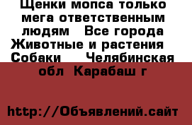 Щенки мопса только мега-ответственным людям - Все города Животные и растения » Собаки   . Челябинская обл.,Карабаш г.